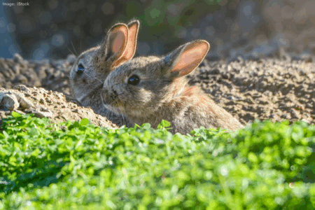 Failure to fund biocontrol puts WA native species on extinction pathway
