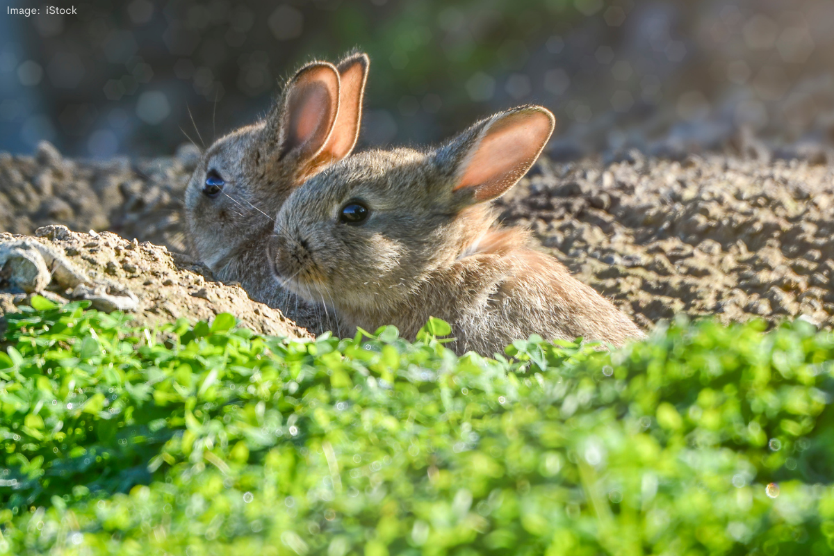 Article image for Failure to fund biocontrol puts WA native species on extinction pathway