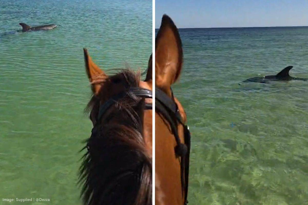Article image for Heartwarming vision: Pod of dolphins swim playfully alongside horse