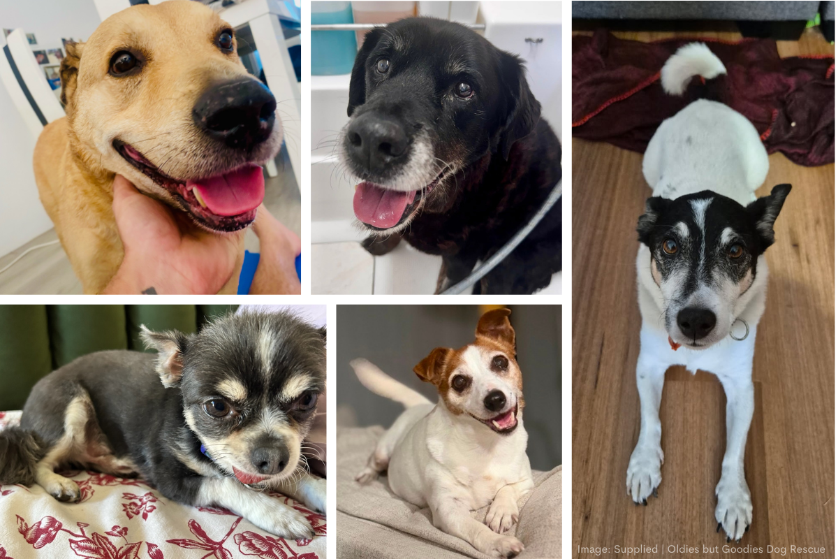 Article image for A second chance: How Oldies but Goodies gives senior dogs a new lease on life