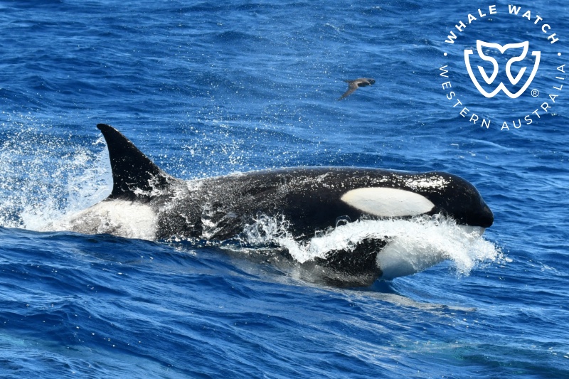 Article image for Antarctic killer whales make ‘phenomenal’ first-time appearance in WA’s Bremer Canyon