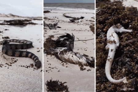 Unique mobile hospital rushes to Exmouth for urgent wildlife aid