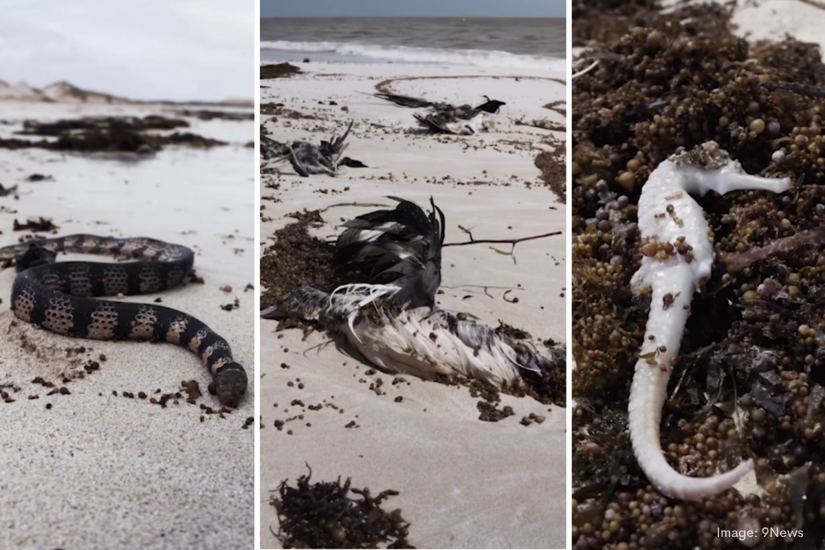 Article image for Unique mobile hospital rushes to Exmouth for urgent wildlife aid