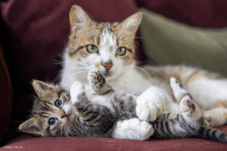 Driving cats to extinction for the sake of the ecosystem