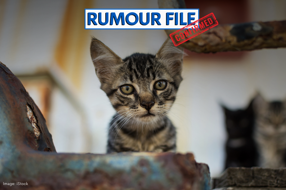 Against the odds: Resilient cat survives container ship trip from Malaysia to WA