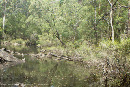 Chainsaws used to reach 87-year-old woman lost in dense WA bushland