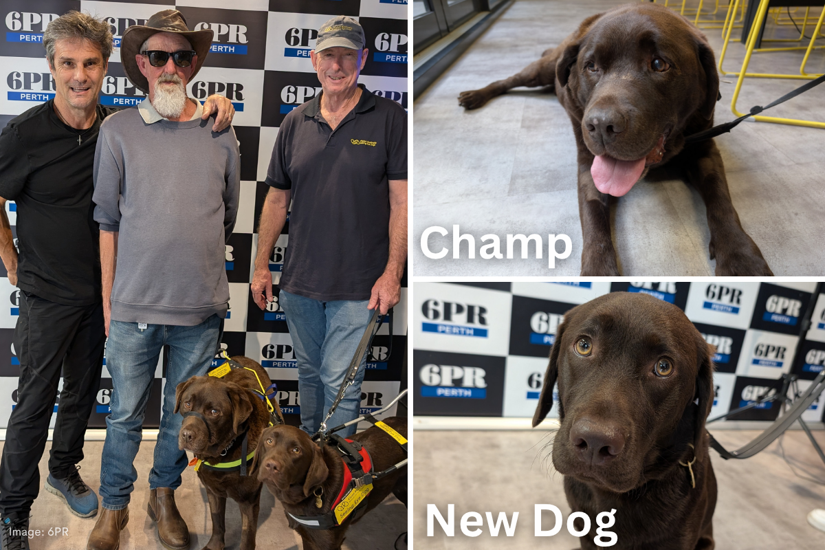 Article image for A decade of devotion: Blind listener Des says a tearful thank-you to his retiring seeing-eye dog, Champ
