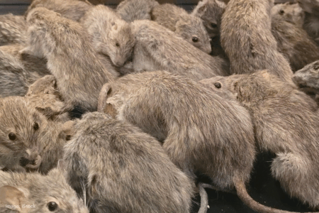 Plague-level mice threaten to decimate Mid West crops
