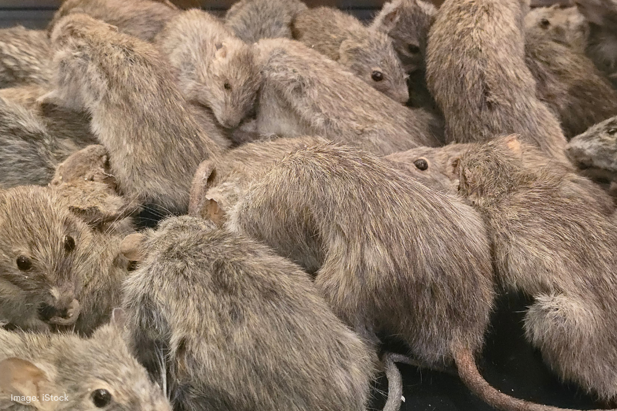 Article image for Plague-level mice threaten to decimate Mid West crops