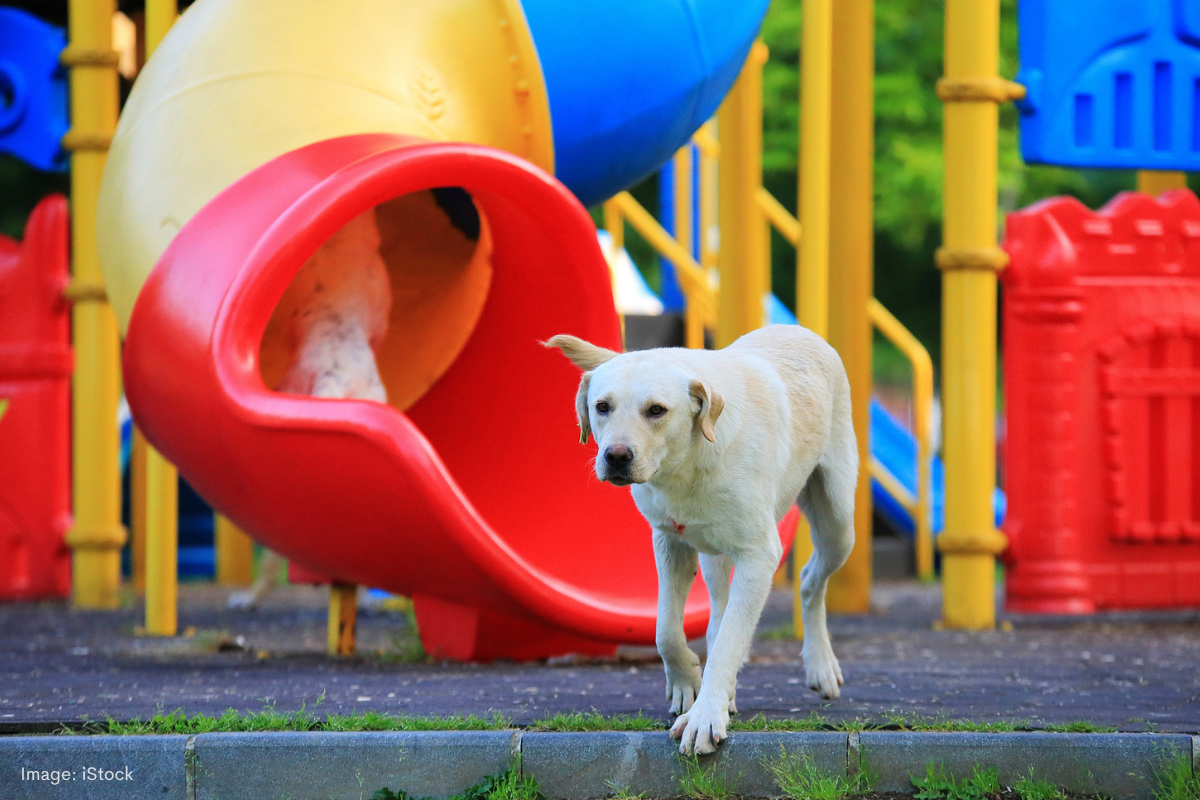 Article image for Fremantle proposes blanket dog ban near all playgrounds