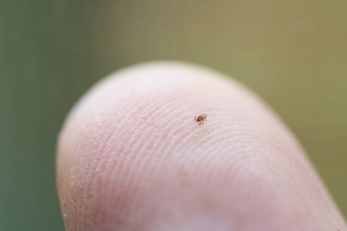 Article image for Bushwalkers warned: Tiny ticks in Perth bushland are ‘out for blood’