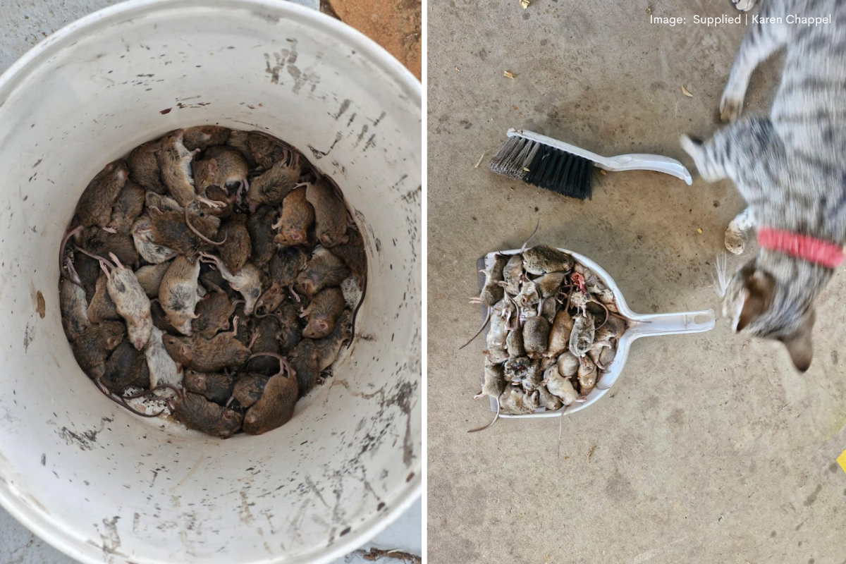 Article image for ‘A fight we can’t win’: Morawa farmers demand stronger mouse plague action