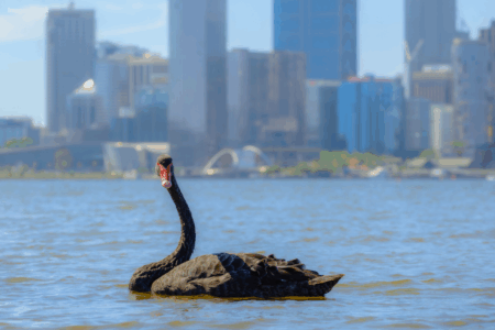 H5N1 bird flu: Potential devastation for WA’s black swans and pelicans