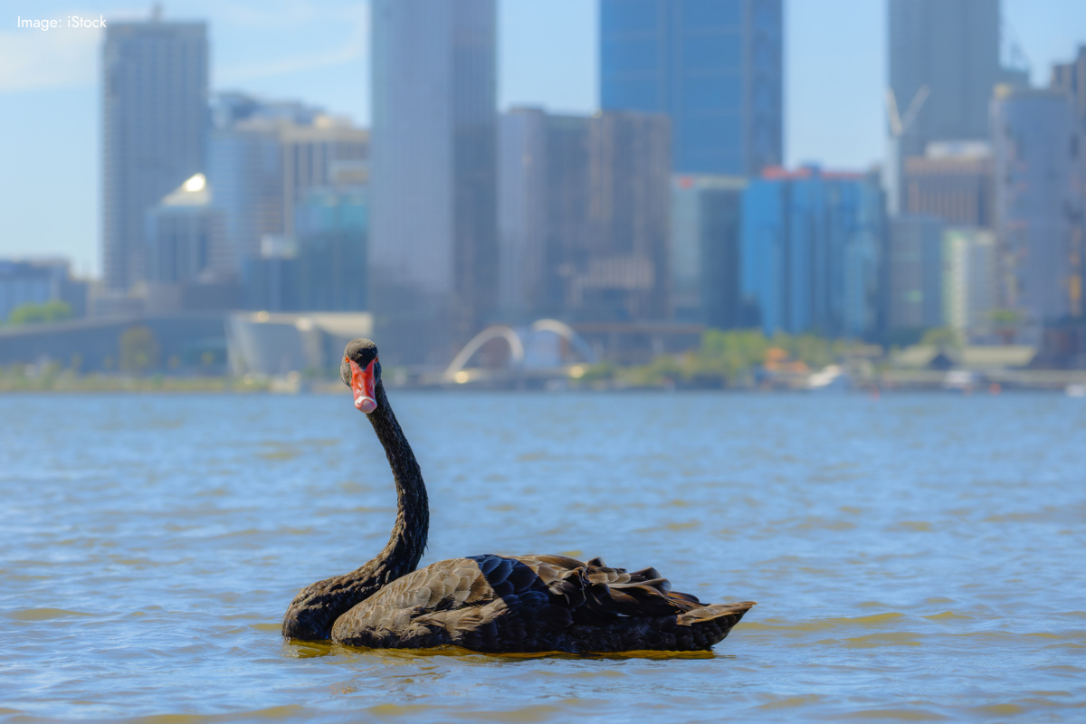 Article image for H5N1 bird flu: Potential devastation for WA’s black swans and pelicans