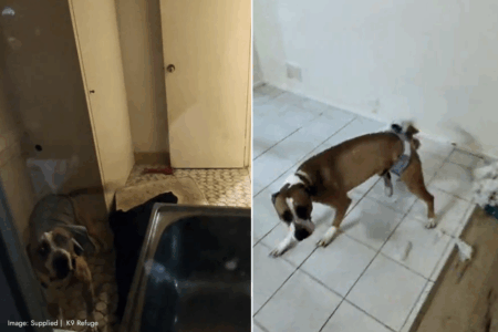 ‘Abandonment pandemic’: Refuge owner breaks into home to save neglected dog