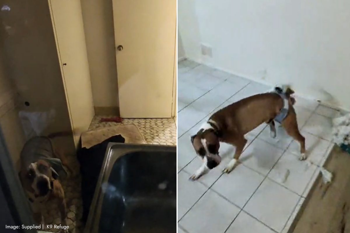 Article image for ‘Abandonment pandemic’: Refuge owner breaks into home to save neglected dog