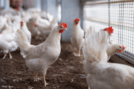 Western Australian poultry industry on high alert amid rising bird flu concerns