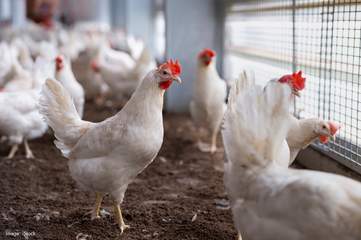 Article image for Western Australian poultry industry on high alert amid rising bird flu concerns
