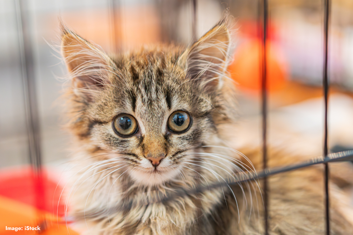 Article image for Cat Haven’s 65th anniversary: A legacy of rescue amid rising challenges