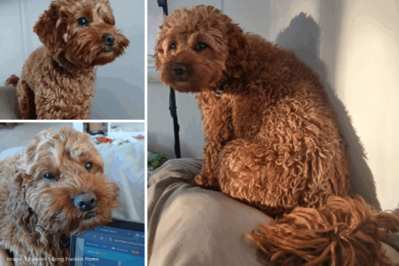 Desperate family offers $20K reward for missing cavoodle Franklin, five months on