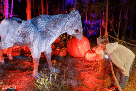 Magic in WA: Harry Potter’s Forbidden Forest Experience debuts in Kalamunda