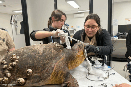 Large sea turtle discovered in Swan River after severe storms