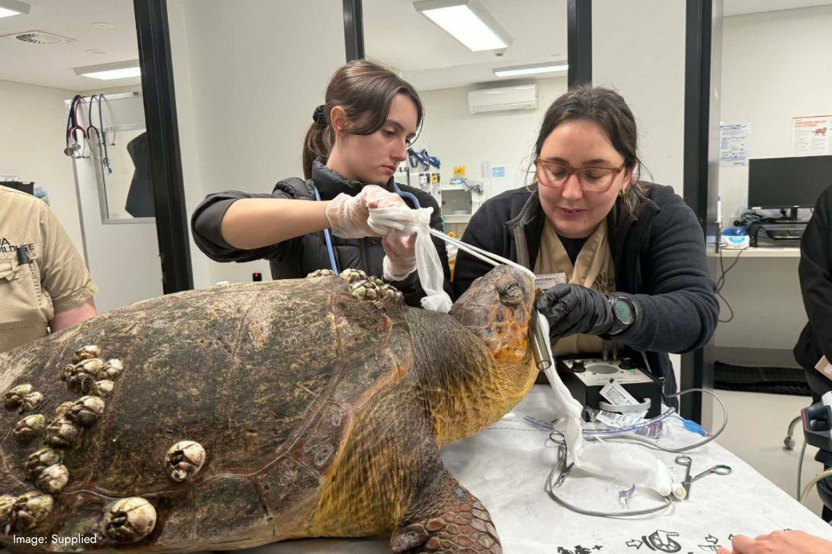 Article image for Large sea turtle discovered in Swan River after severe storms