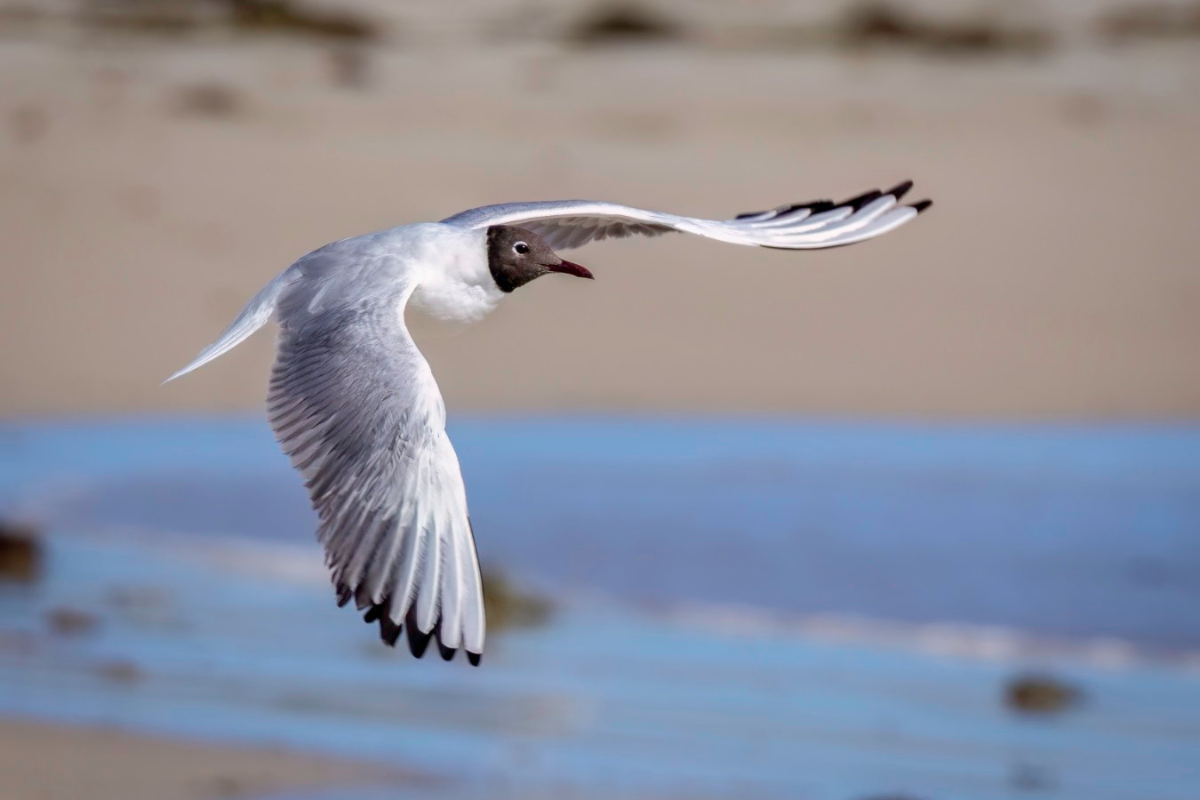 Article image for Wildlife photographer shares moment he captured photo of rare seagull