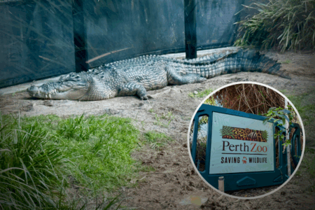 World Croc Day: A tribute to the planet’s oldest creatures