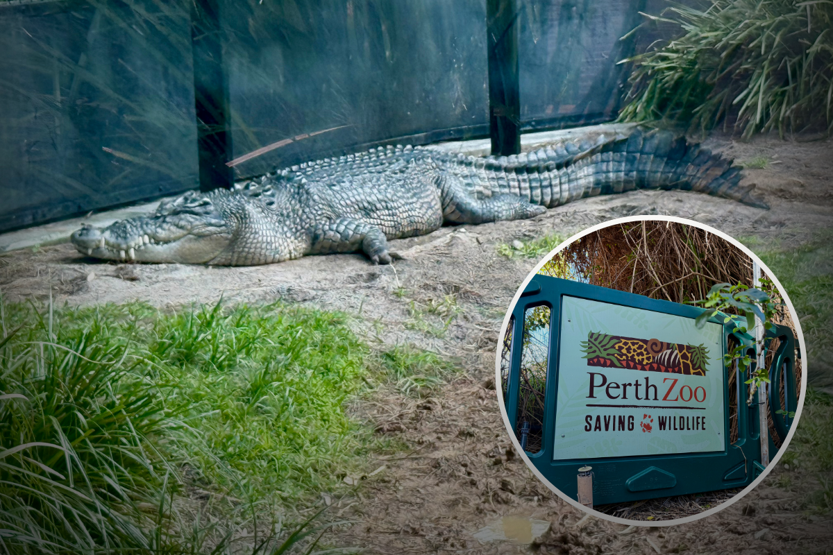 Article image for World Croc Day: A tribute to the planet’s oldest creatures