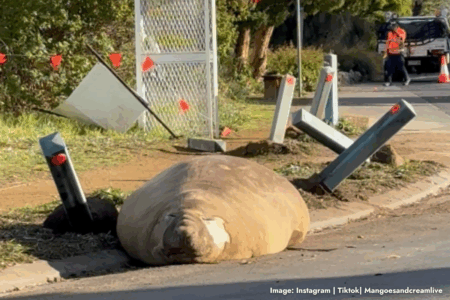 Neil the Seal: Why this social media star is only getting bigger