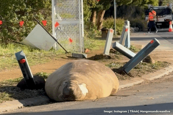 Neil the Seal: Why this social media star is only getting bigger