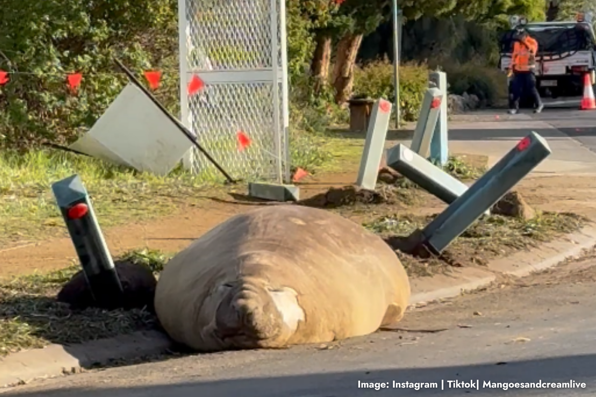 Article image for Neil the Seal: Why this social media star is only getting bigger