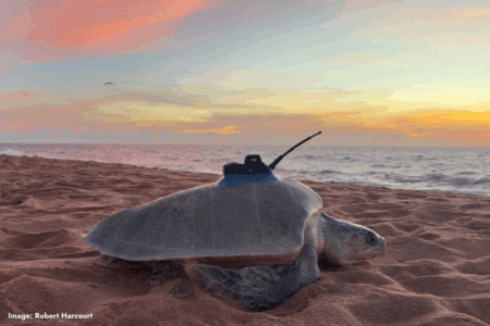 Heroes in a half-shell: Deep-diving turtles join the fight against cyclones