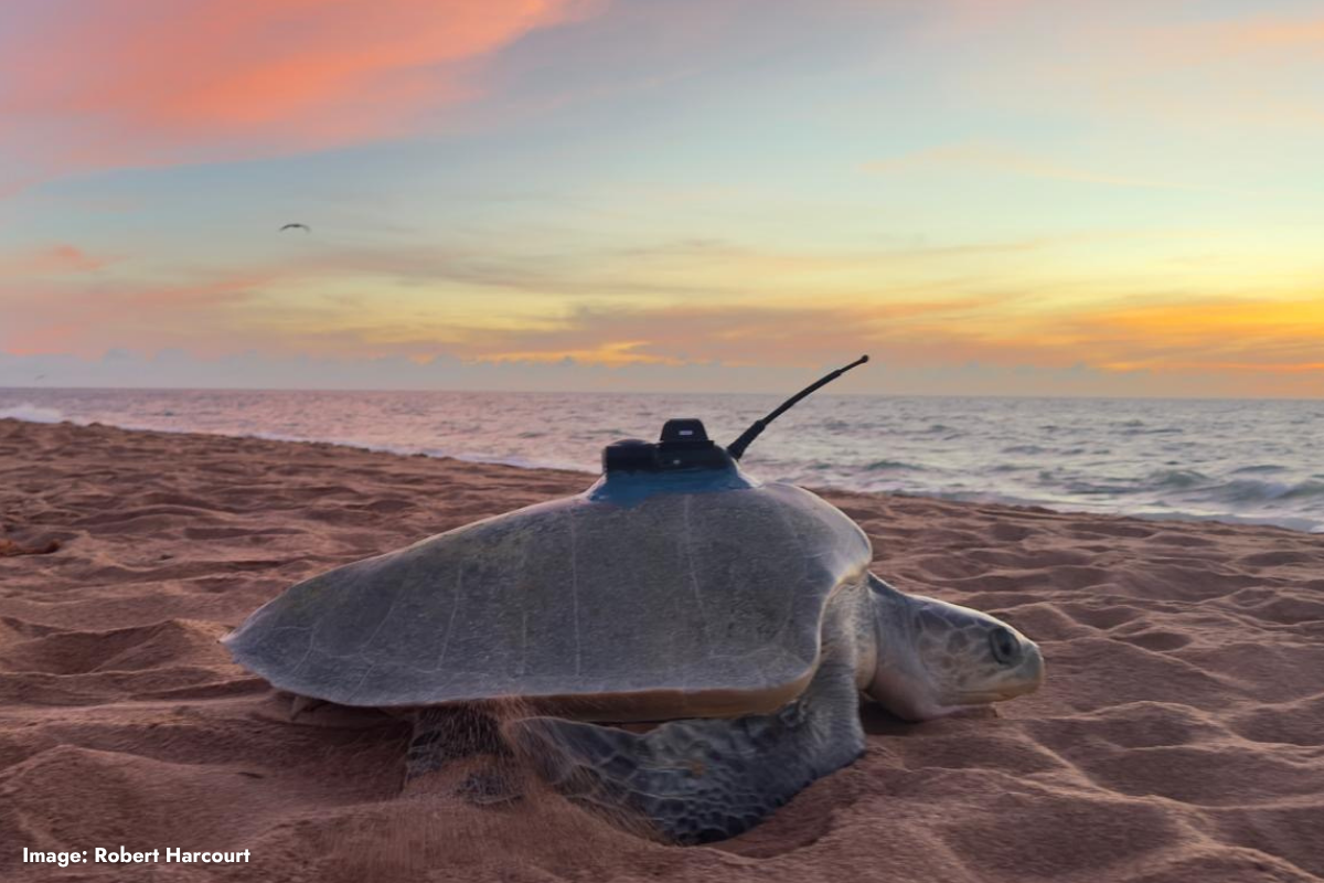 Article image for Heroes in a half-shell: Deep-diving turtles join the fight against cyclones