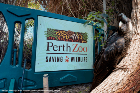 Bird flu threat: Perth Zoo increases safety measures for vulnerable animals