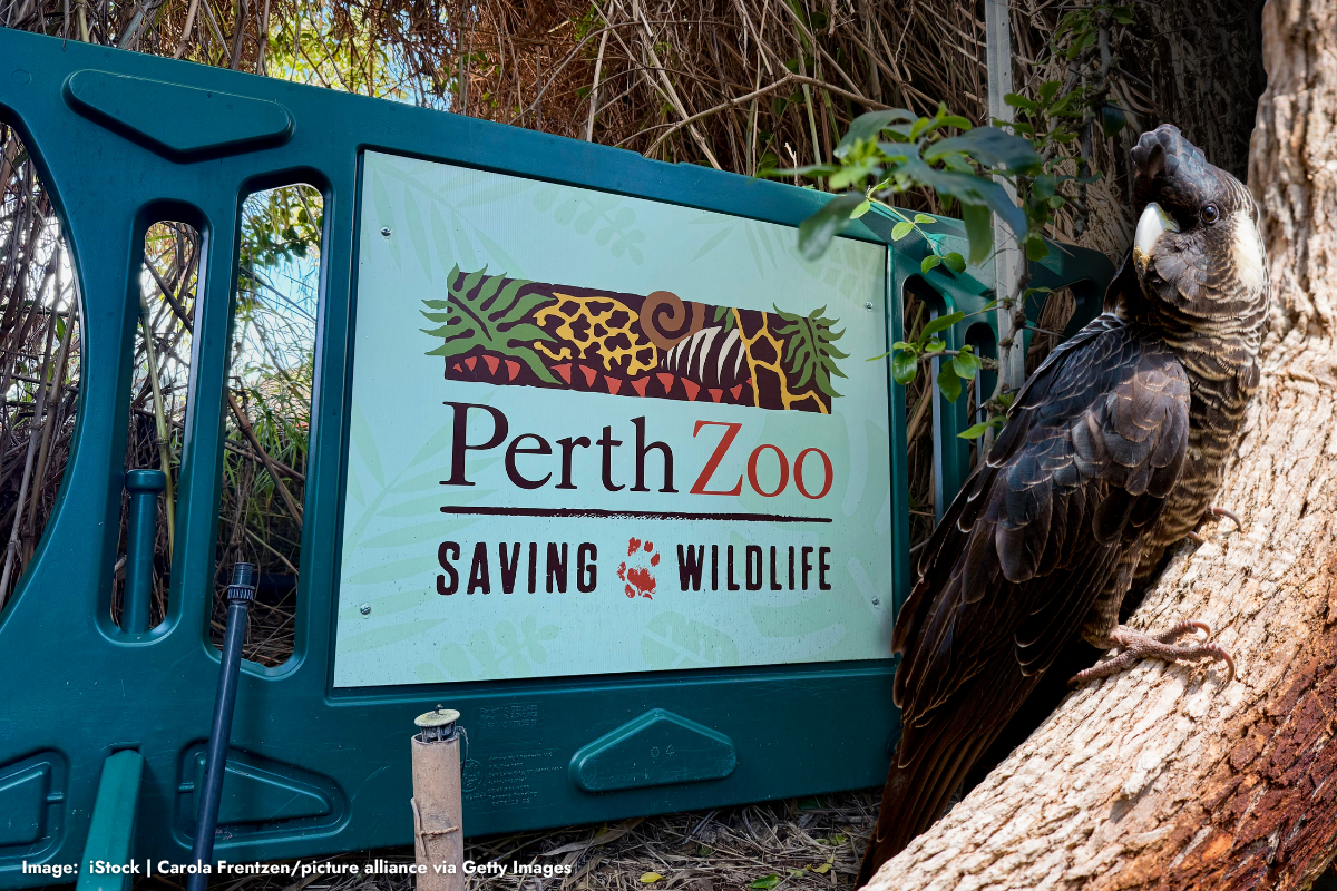 Article image for Bird flu threat: Perth Zoo increases safety measures for vulnerable animals