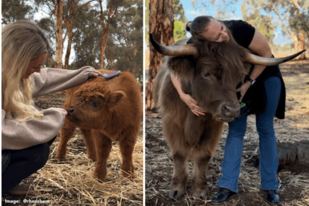 Highland cow cuddles: The secret to stress relief this Cow Appreciation Day