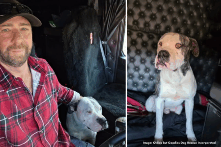 Miracle in the outback: Truckie saves missing dog Tank