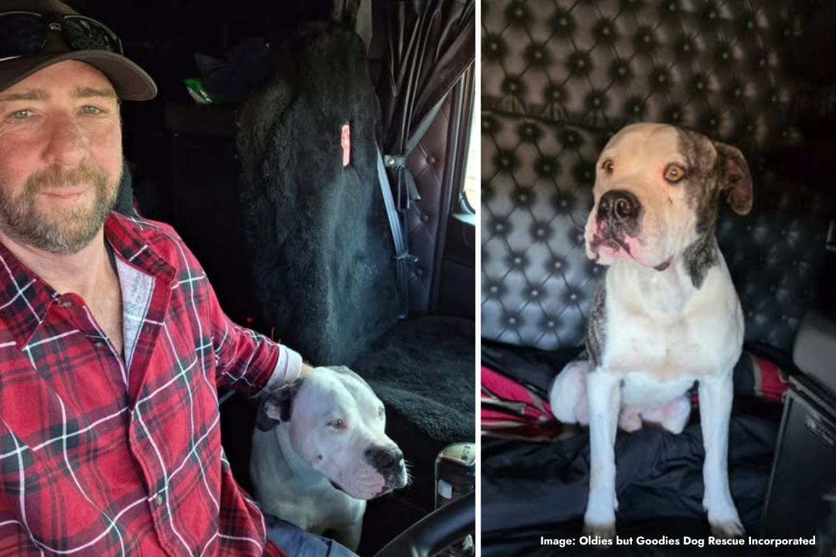 Article image for Miracle in the outback: Truckie saves missing dog Tank