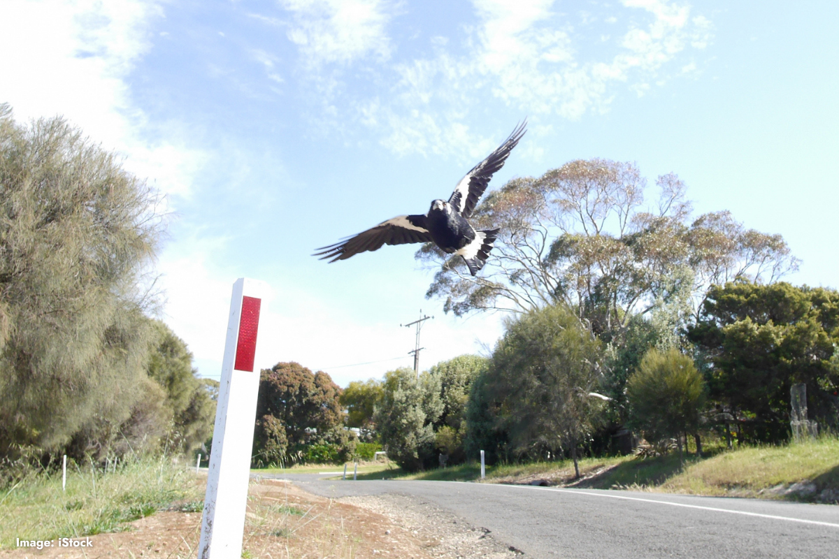 Article image for Magpie swooping: Is it the bird, or is it you?