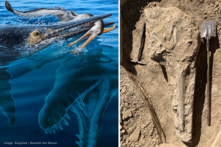 Three predators, one fossil: An incredible 100-million-year-old story