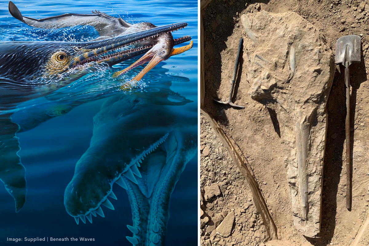 Article image for Three predators, one fossil: An incredible 100-million-year-old story