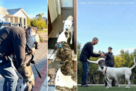 From lost in the outback to a new best friend: Dean and Tank’s happy ending