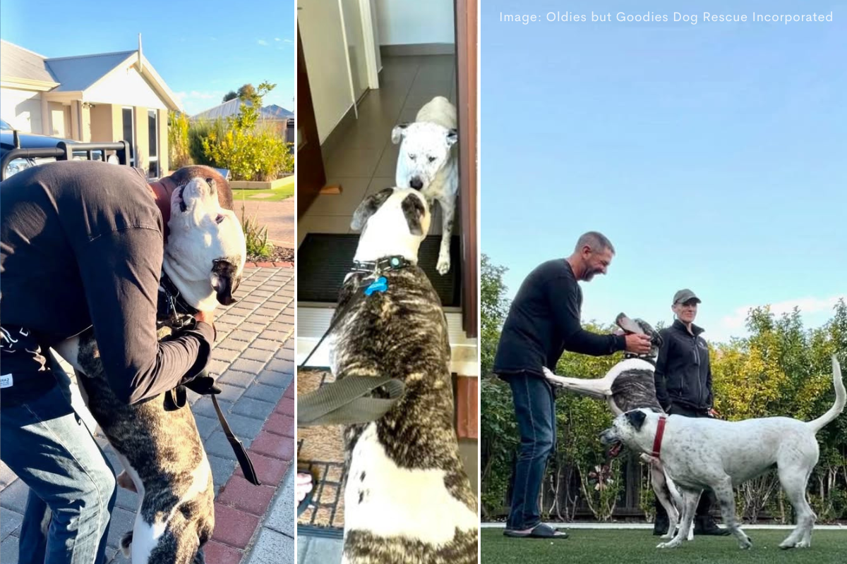 Article image for From lost in the outback to a new best friend: Dean and Tank’s happy ending