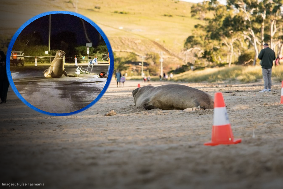 Article image for Bid to save Neil the Seal as risks mount