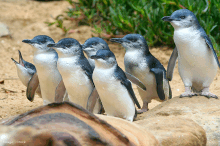 Perth Wildlife Encounters on the brink of collapse, sparking fears for Penguin Island
