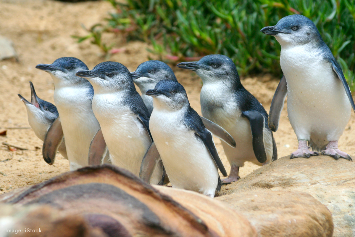 Article image for Perth Wildlife Encounters on the brink of collapse, sparking fears for Penguin Island