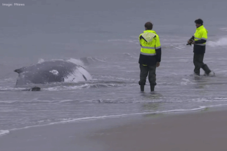 Humpback whale dies after beaching at Port Kennedy