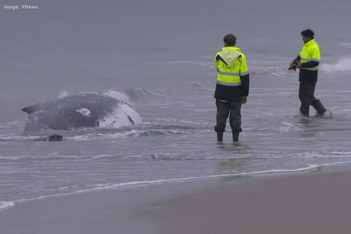 Article image for Humpback whale dies after beaching at Port Kennedy